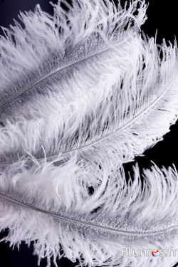 Strauß mit silbernem Federkiel – 30-40 cm – weiss